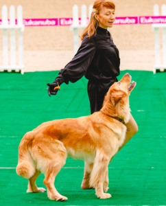 Joy Of Spirit Adel Magic Attraction на соревнованиях по танцам с собаками фото - 9