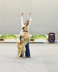 Показательные выступления по танцам с собаками фото - 2